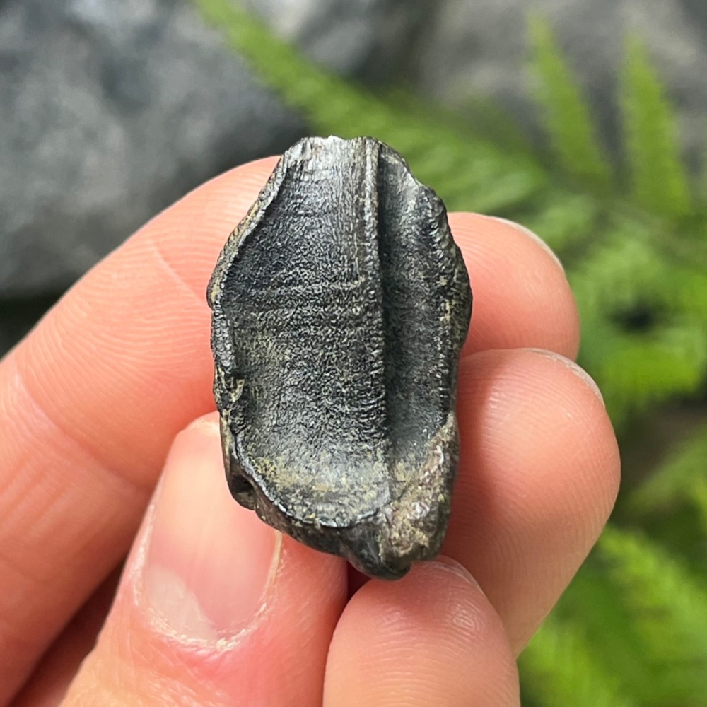 Triceratops Tooth