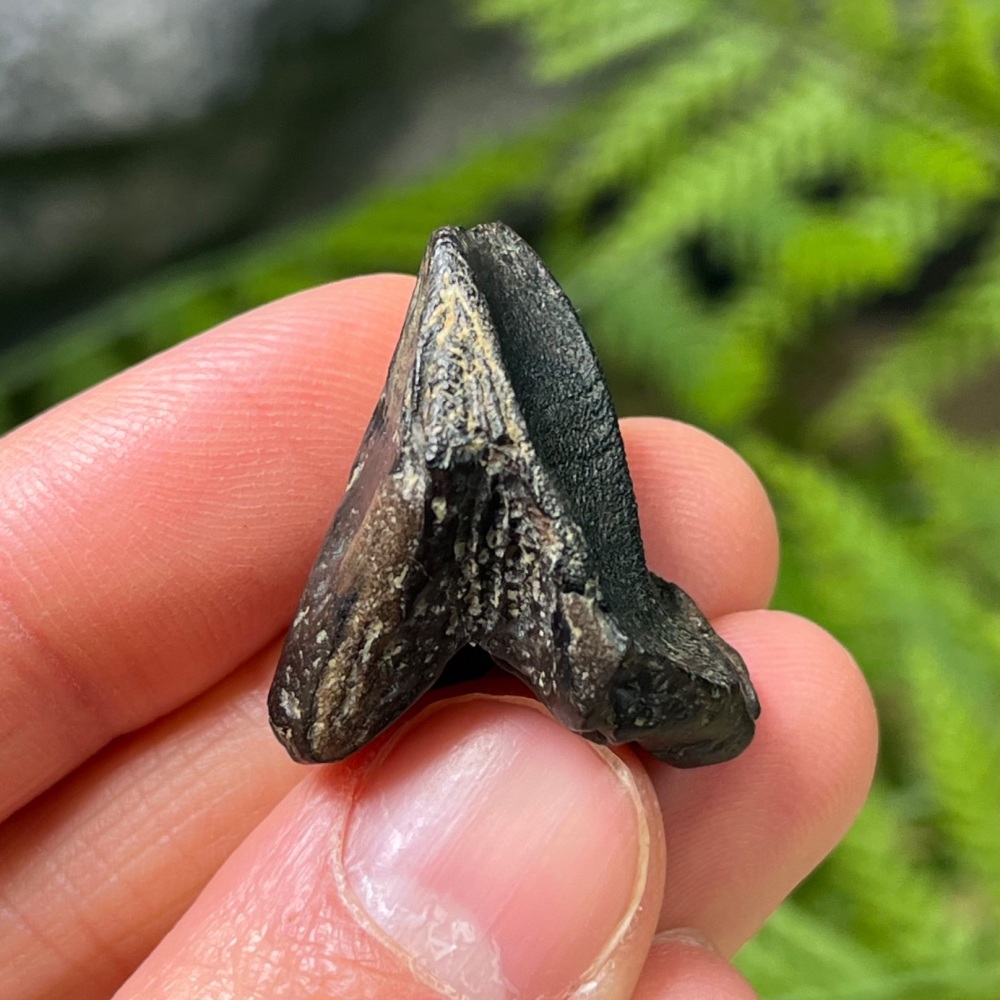 Triceratops Tooth