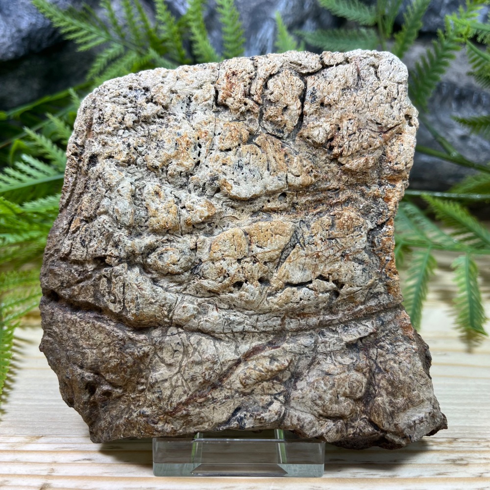 Triceratops Frill