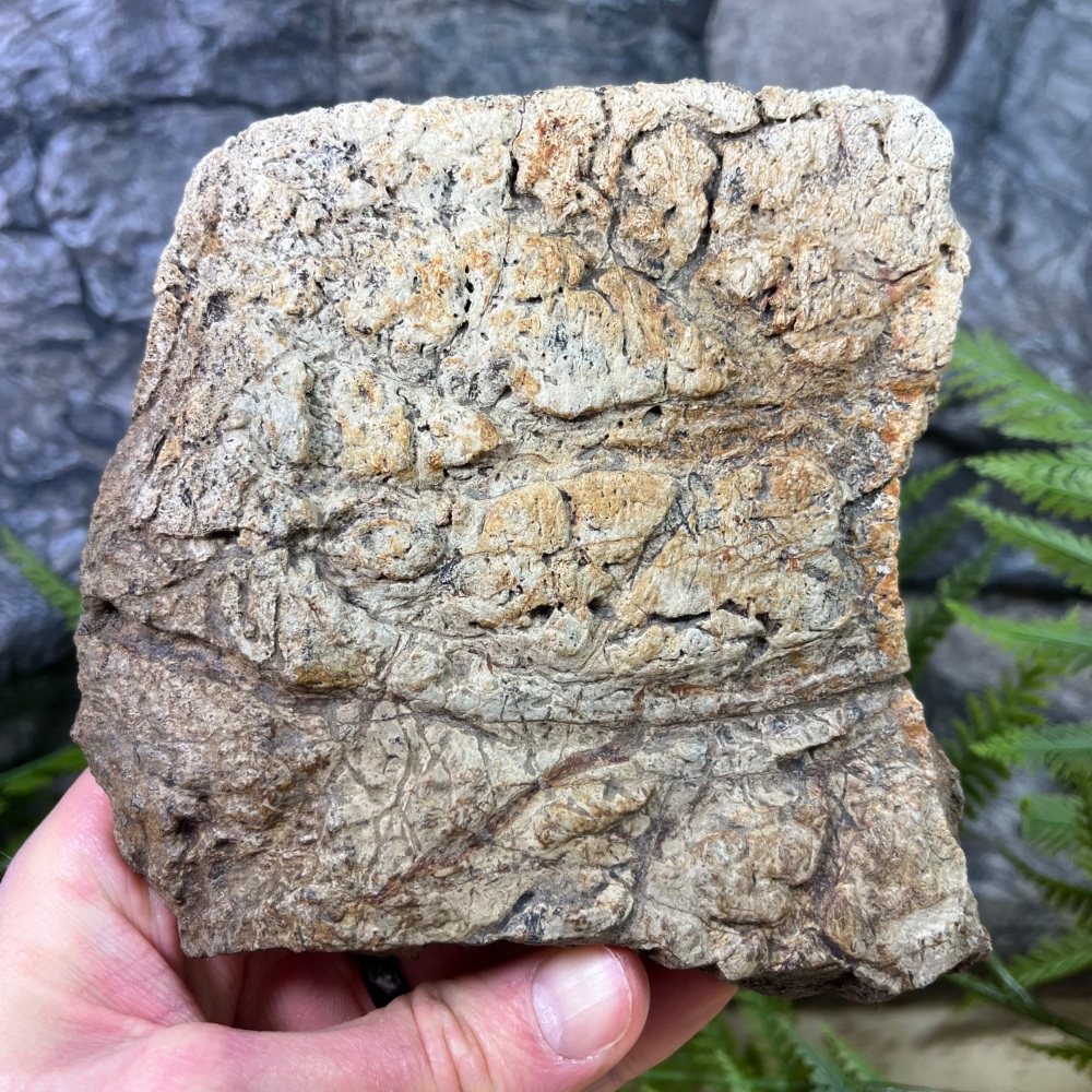 Triceratops Frill