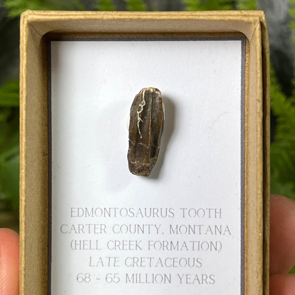 Edmontosaurus Tooth