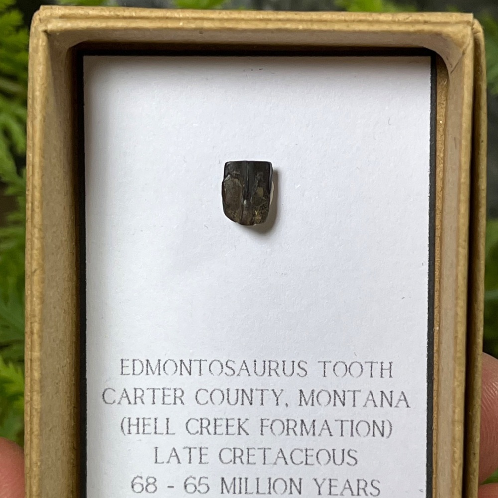 Edmontosaurus Tooth