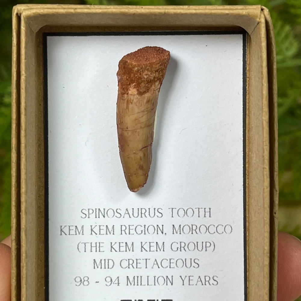 Spinosaurus Tooth