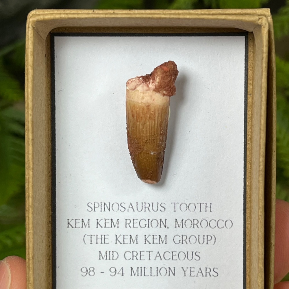 Spinosaurus Tooth