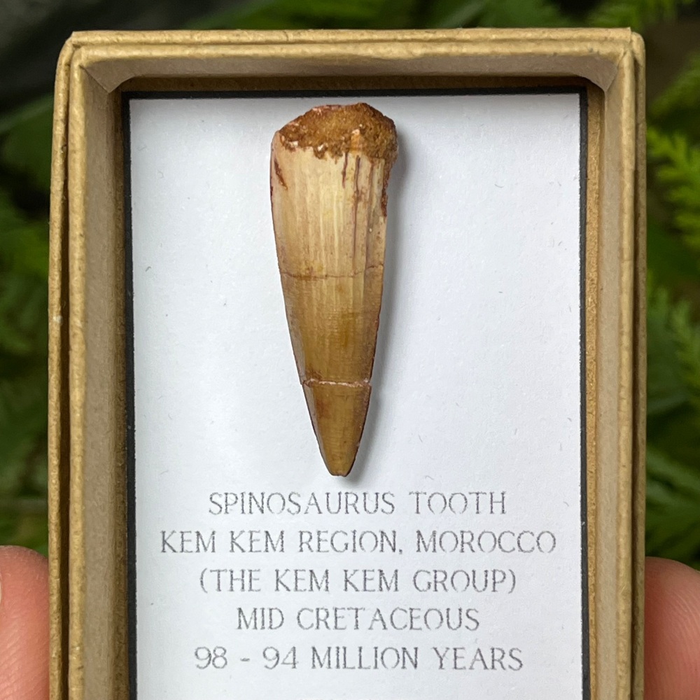 Spinosaurus Tooth