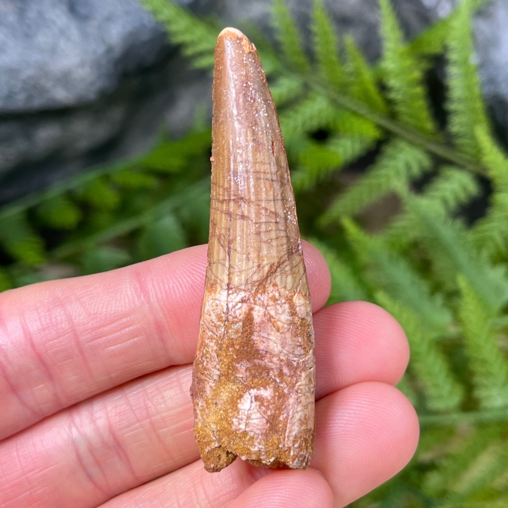 Spinosaurus Tooth