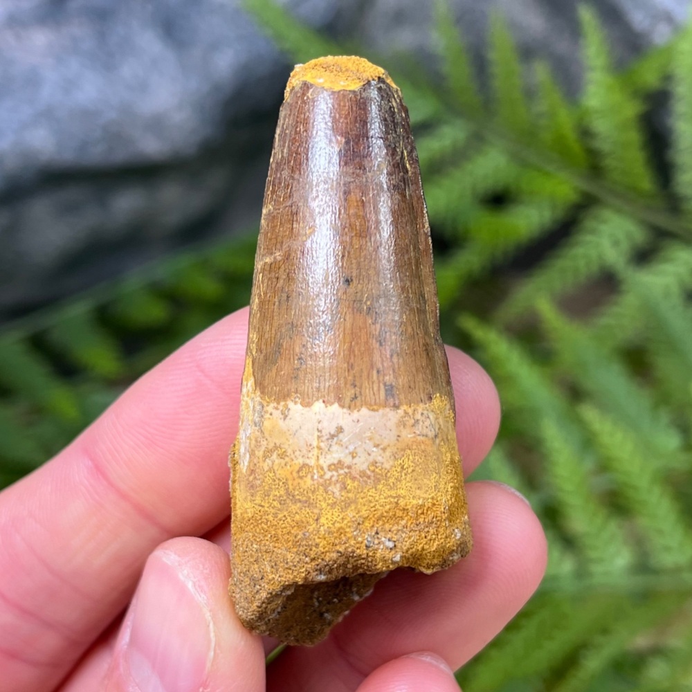 Spinosaurus Tooth