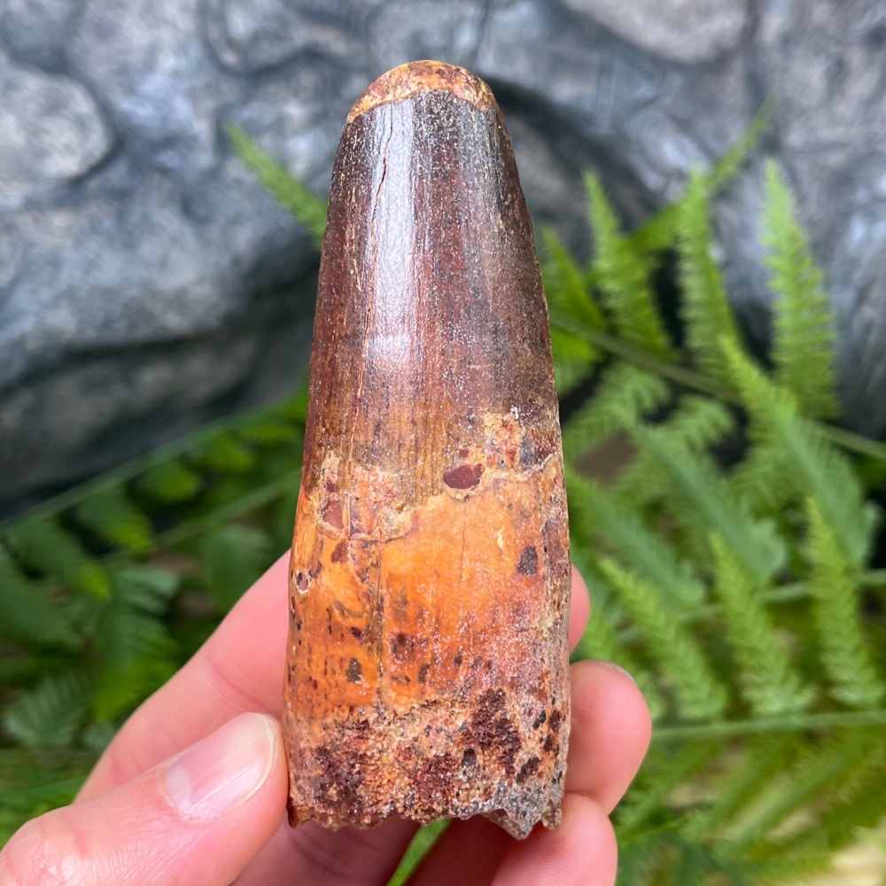 Spinosaurus Tooth