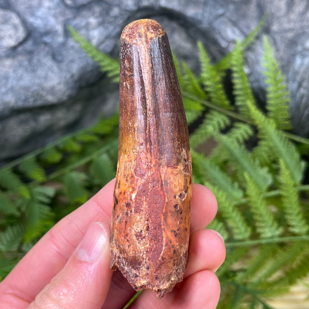 Spinosaurus Tooth