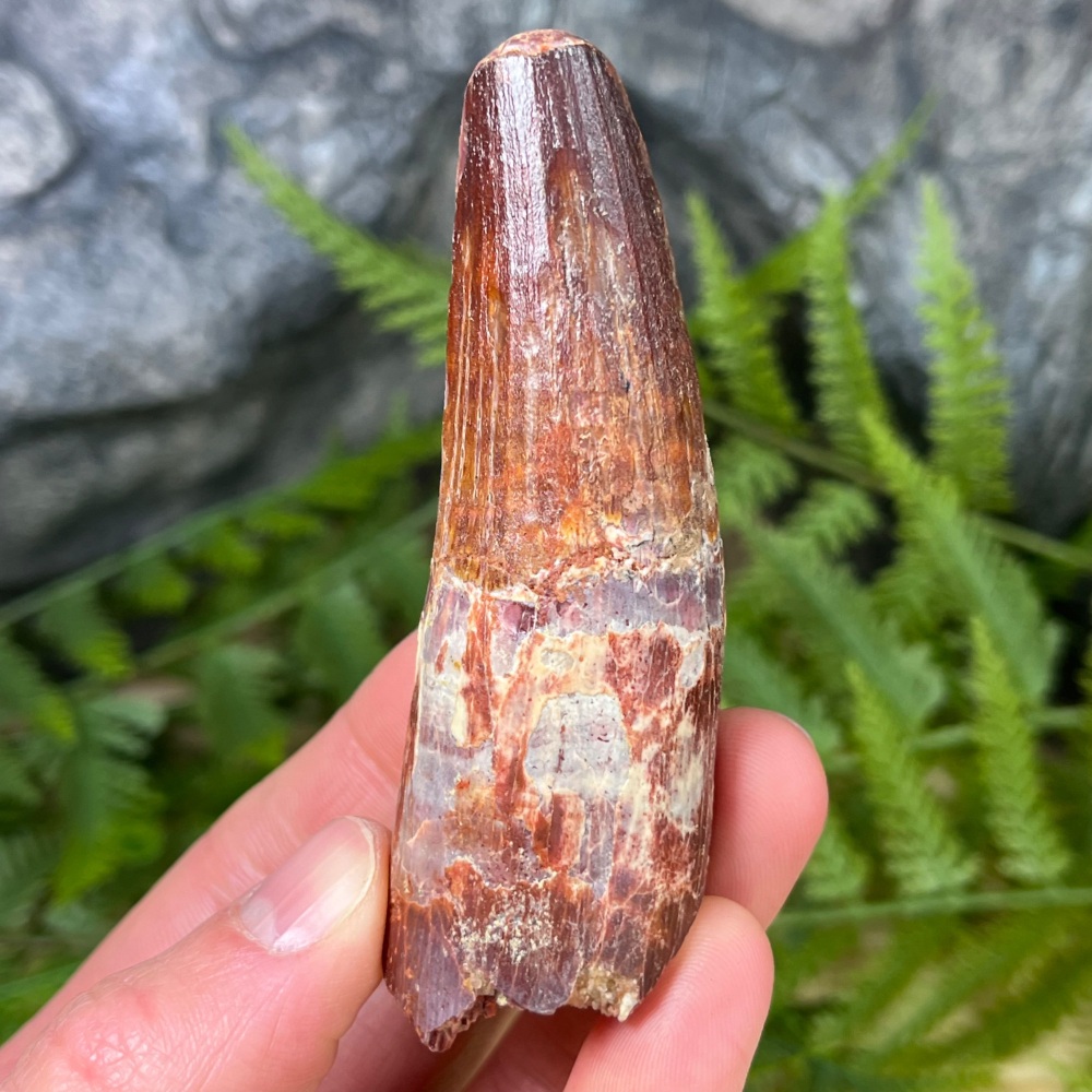 Spinosaurus Tooth