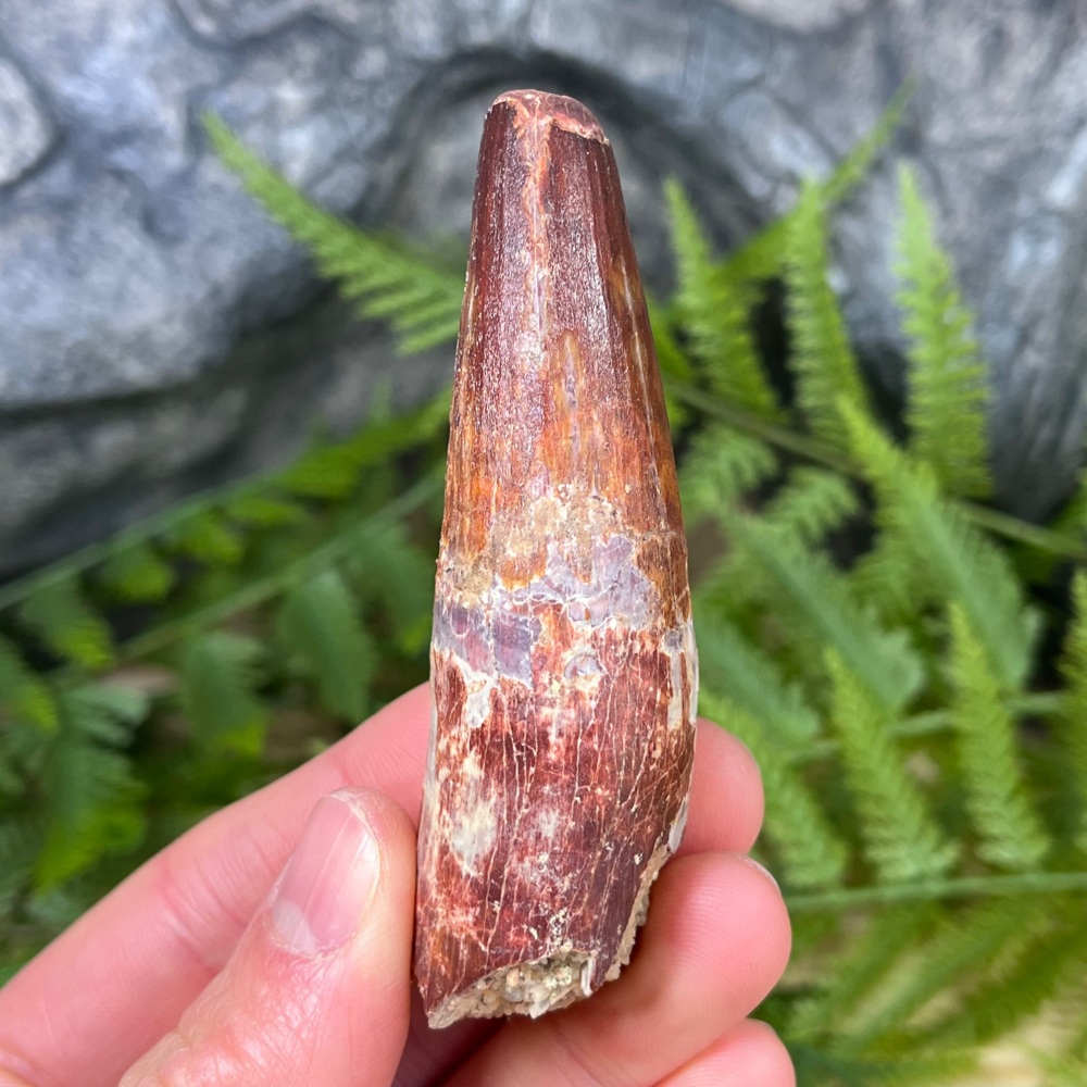 Spinosaurus Tooth