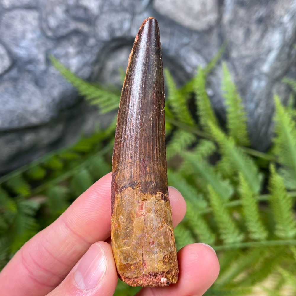 Spinosaurus Tooth