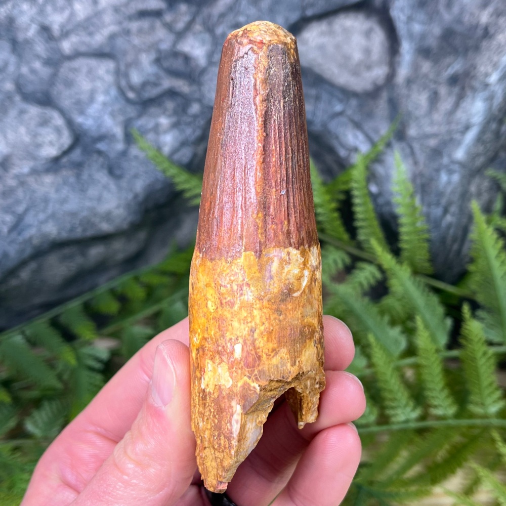Spinosaurus Tooth