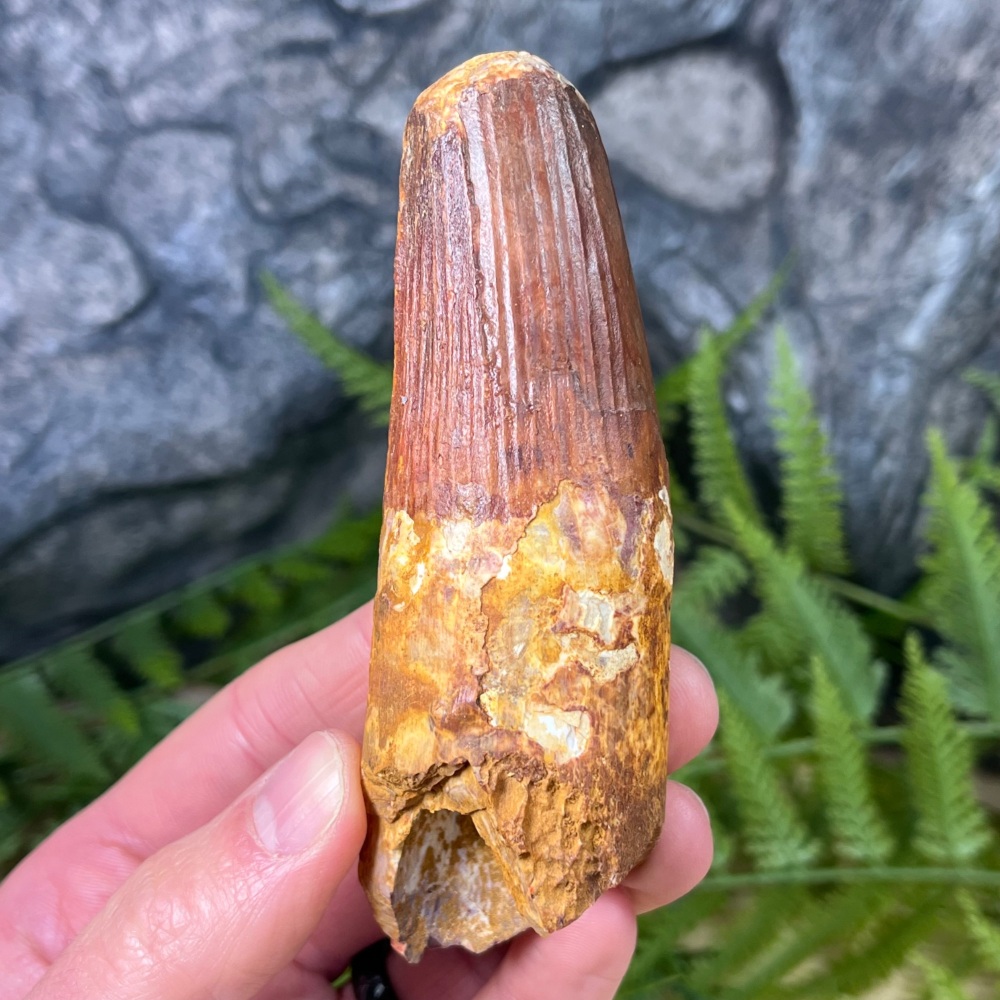 Spinosaurus Tooth
