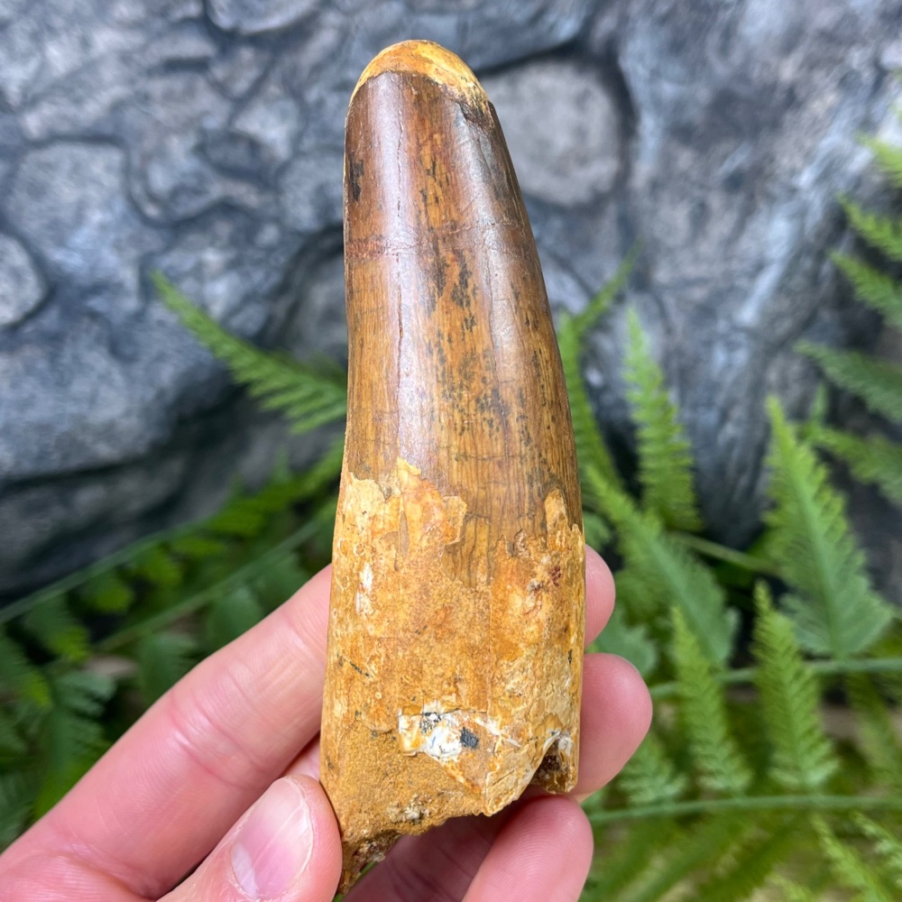Spinosaurus Tooth