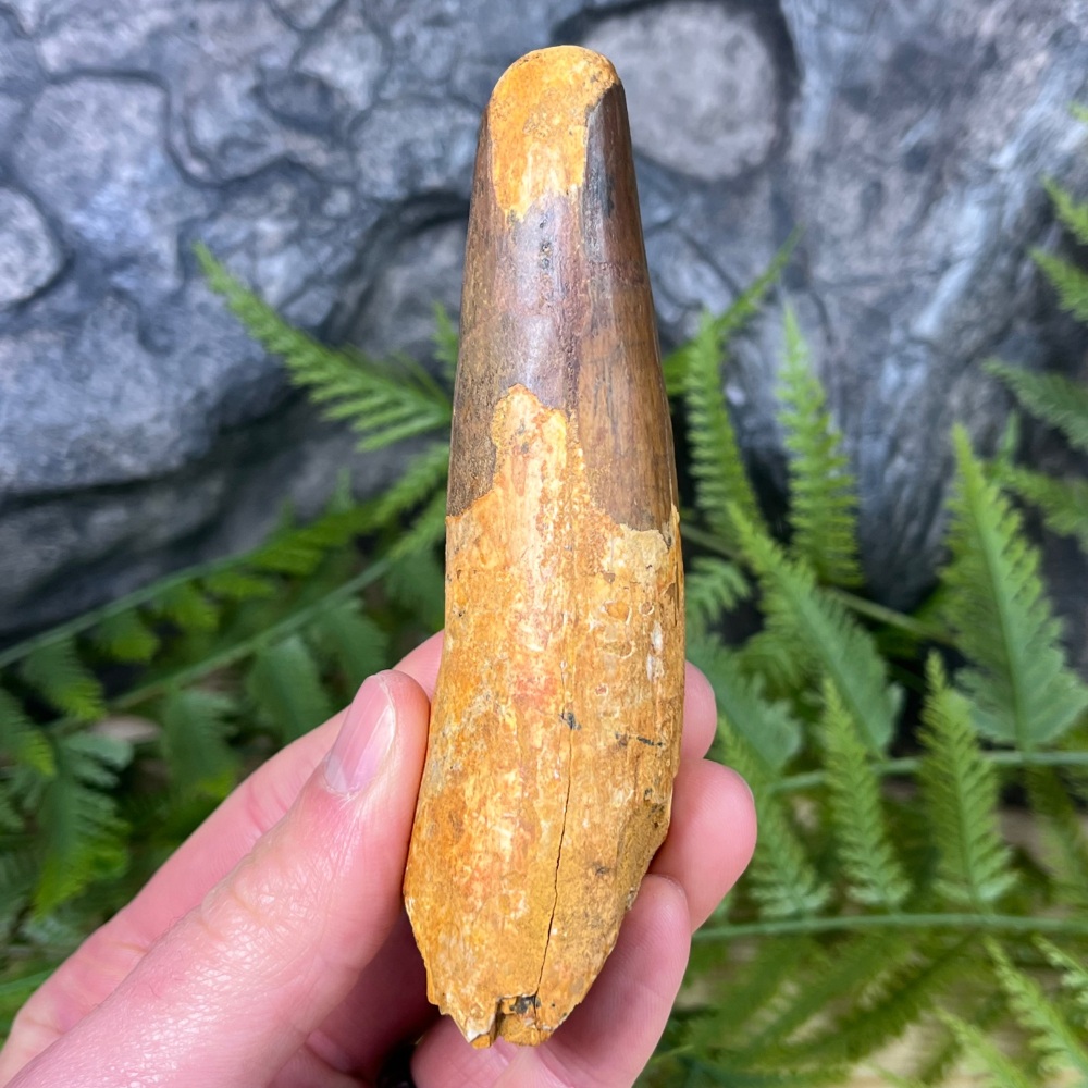 Spinosaurus Tooth