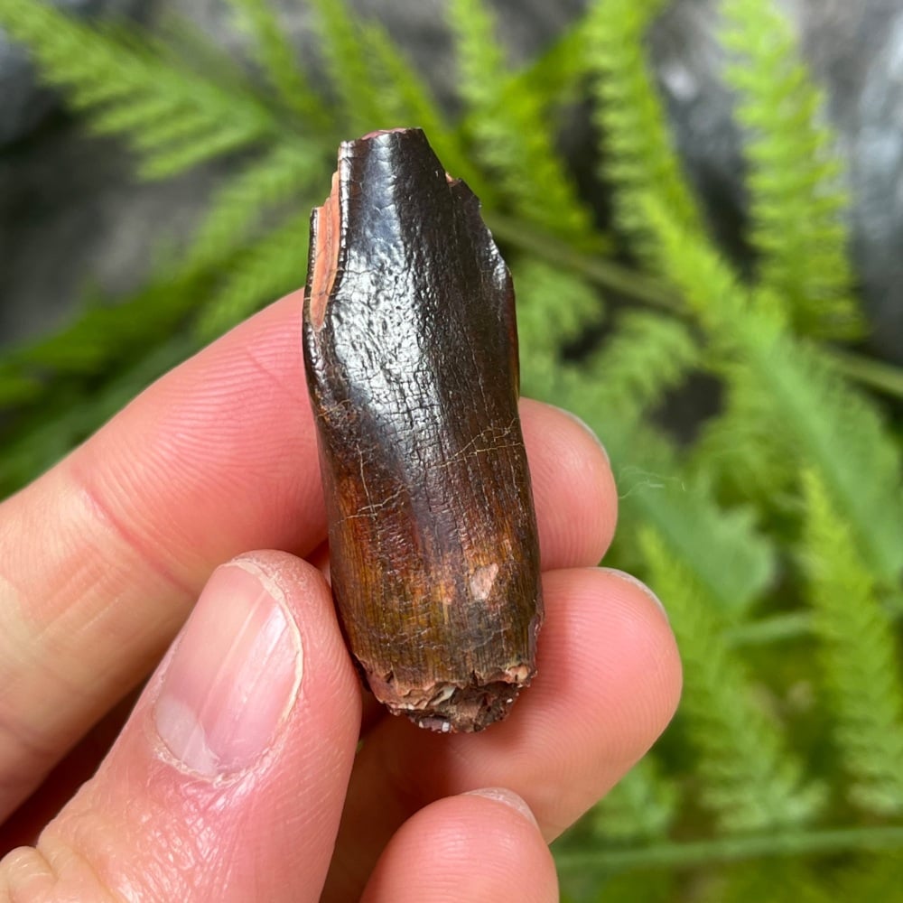 Sauropod Tooth (Eusauropoda)