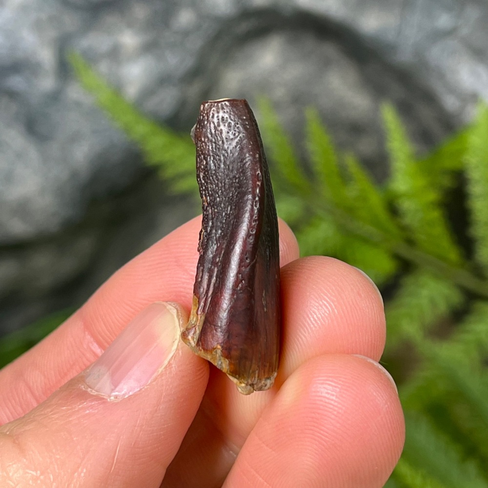 Sauropod Tooth (Eusauropoda)