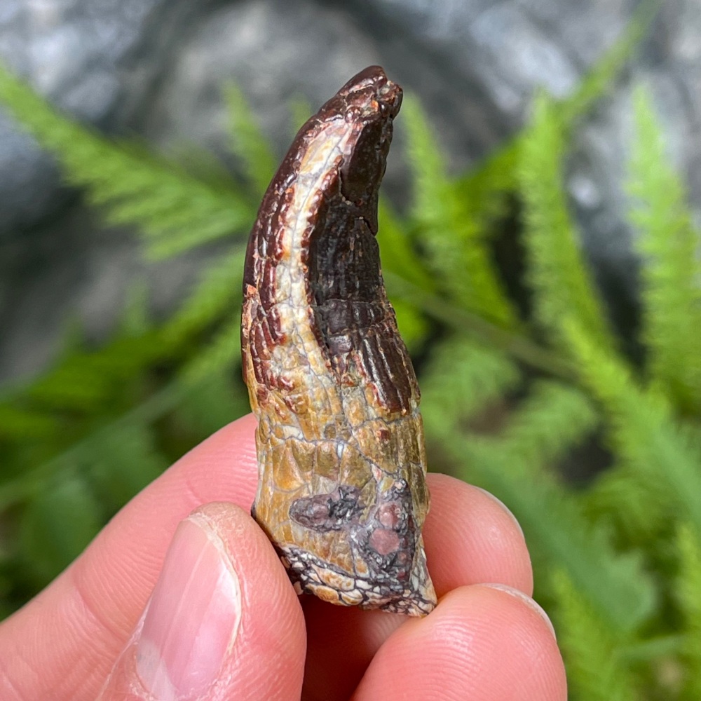 Sauropod Tooth (Eusauropoda)