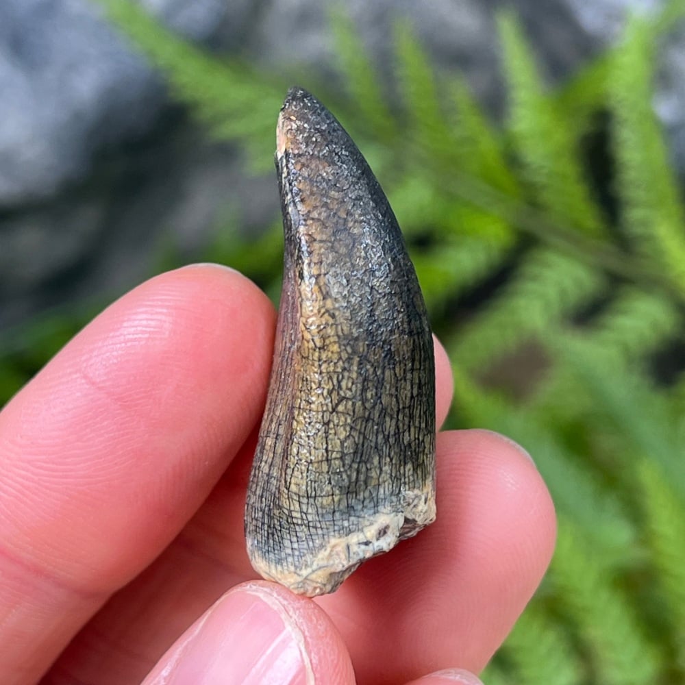 Sauropod Tooth (Eusauropoda)