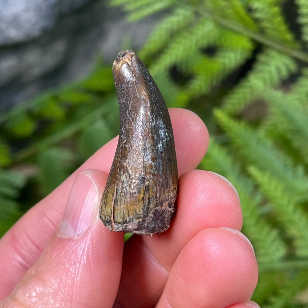 Sauropod Tooth (Eusauropoda)