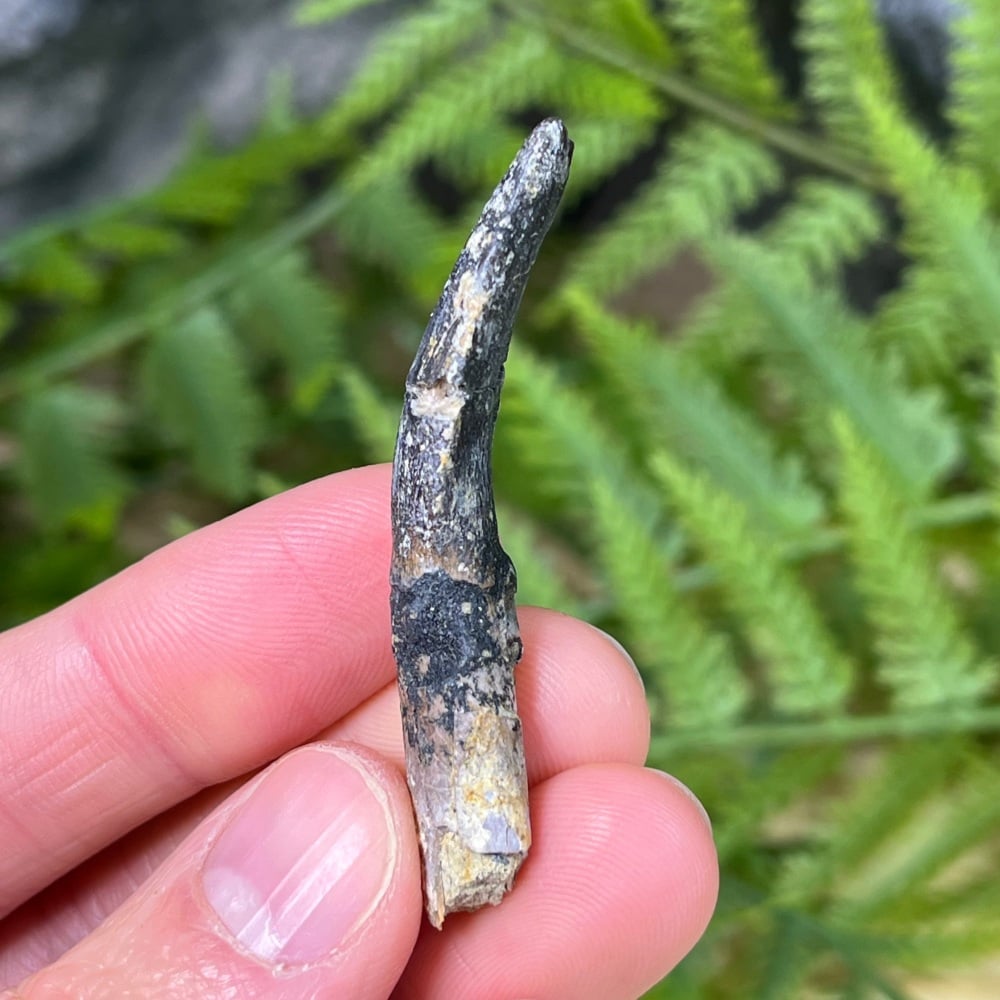 Sauropod Tooth (Diplodocid)