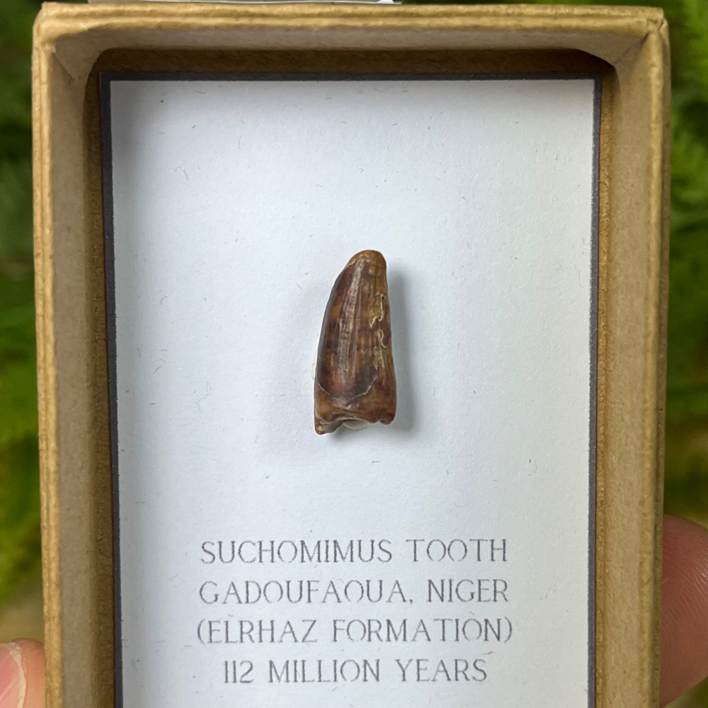 Suchomimus Tooth