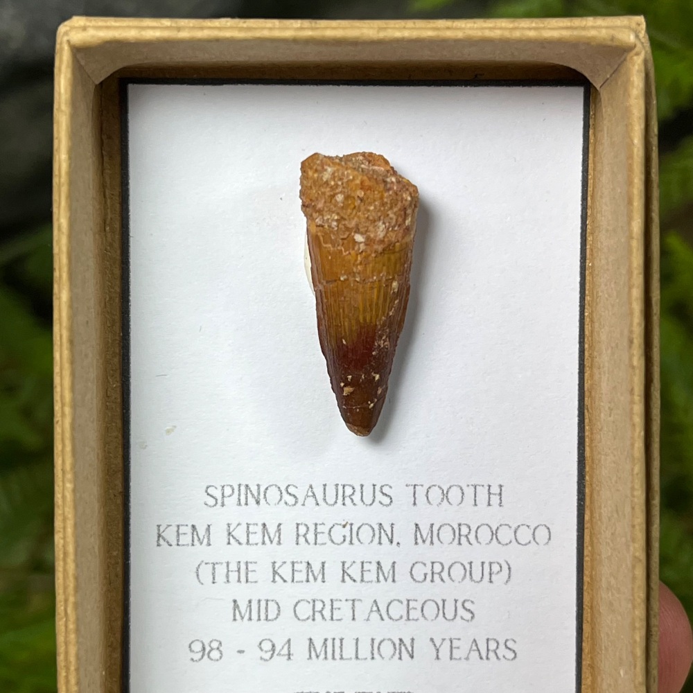 Spinosaurus Tooth