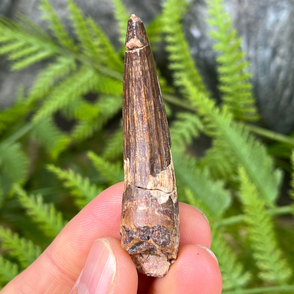 Suchomimus Tooth