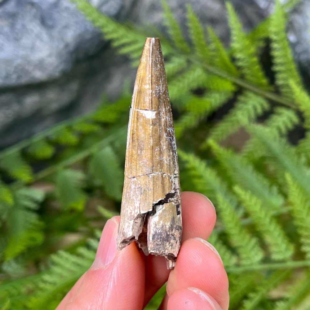 Suchomimus Tooth
