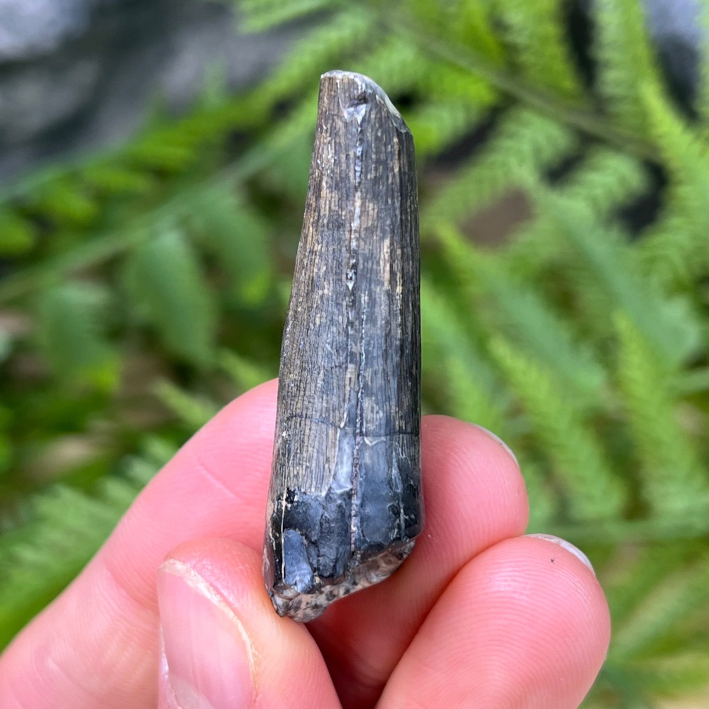 Suchomimus Tooth