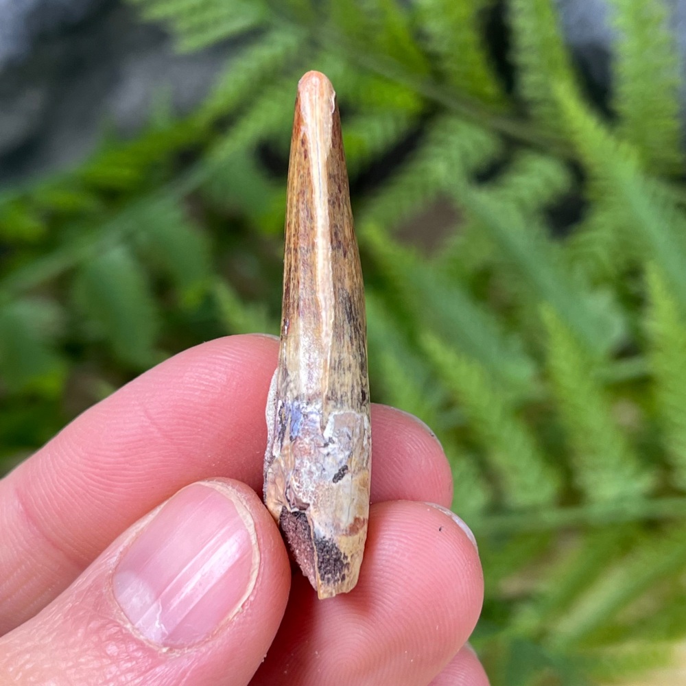 Suchomimus Tooth