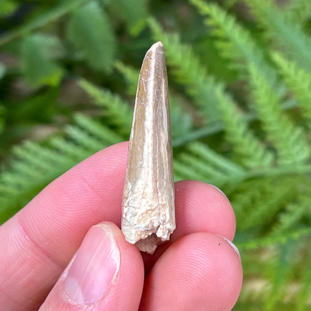 Suchomimus Tooth