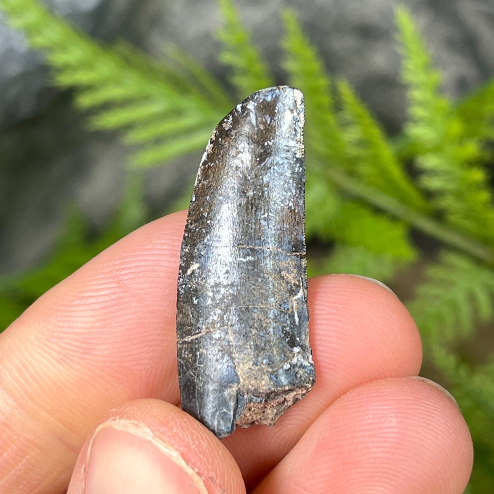 Kryptops Tooth