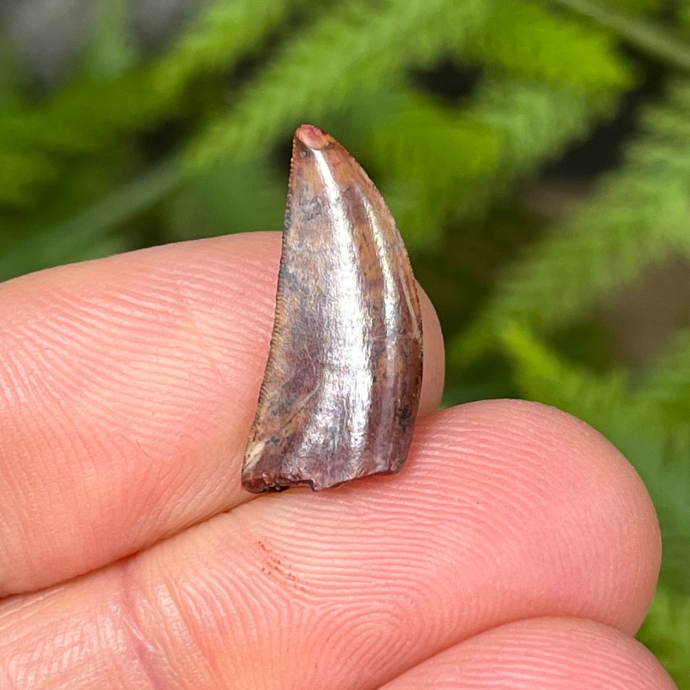 Kryptops Tooth