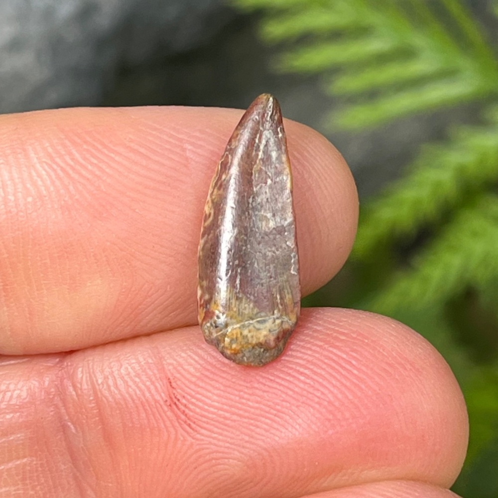 Kryptops Tooth