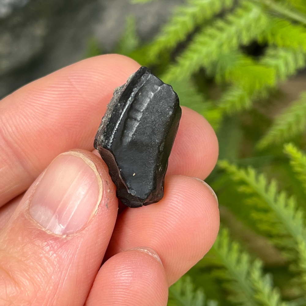 Iguanodontid/Basal Hadrosaurid Tooth