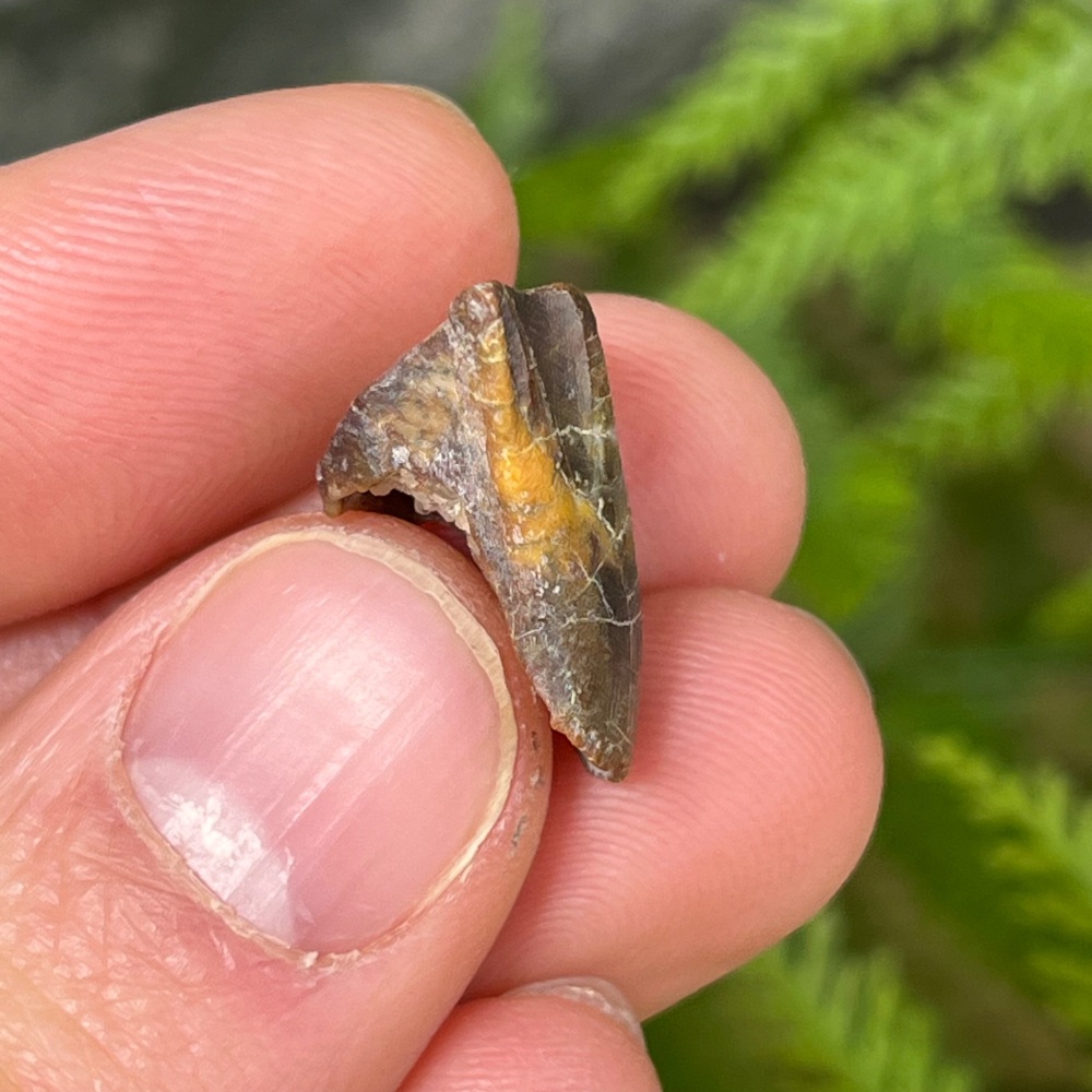 Iguanodontid/Basal Hadrosaurid Tooth