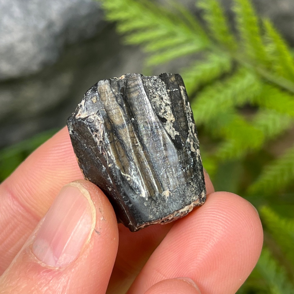 Iguanodontid/Basal Hadrosaurid Tooth