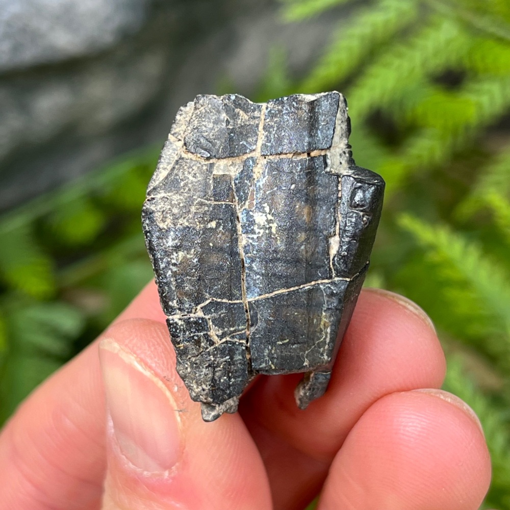 Iguanodontid/Basal Hadrosaurid Tooth