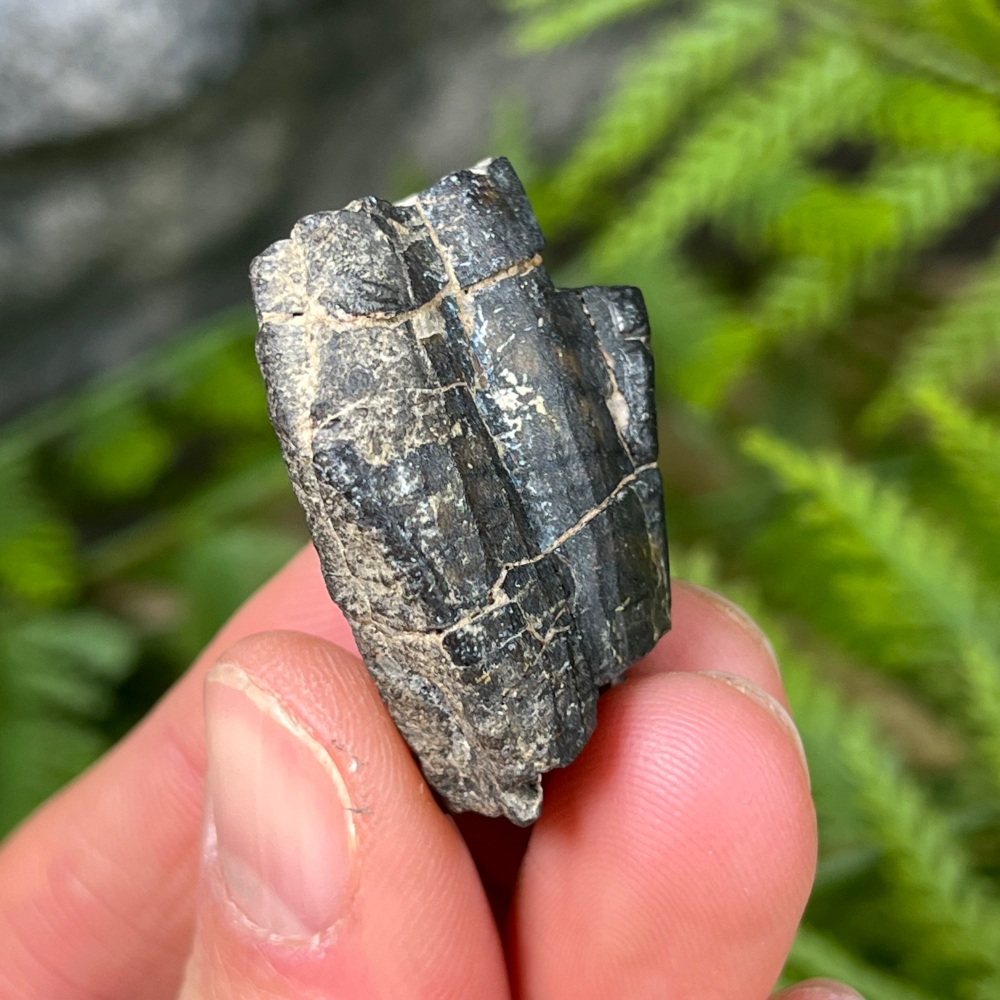 Iguanodontid/Basal Hadrosaurid Tooth