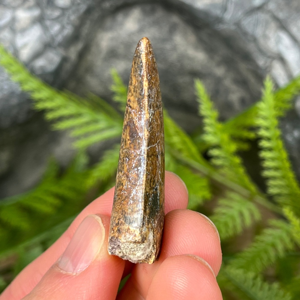 Carcharodontosaurid Tooth (Eocarcharia Dinops)