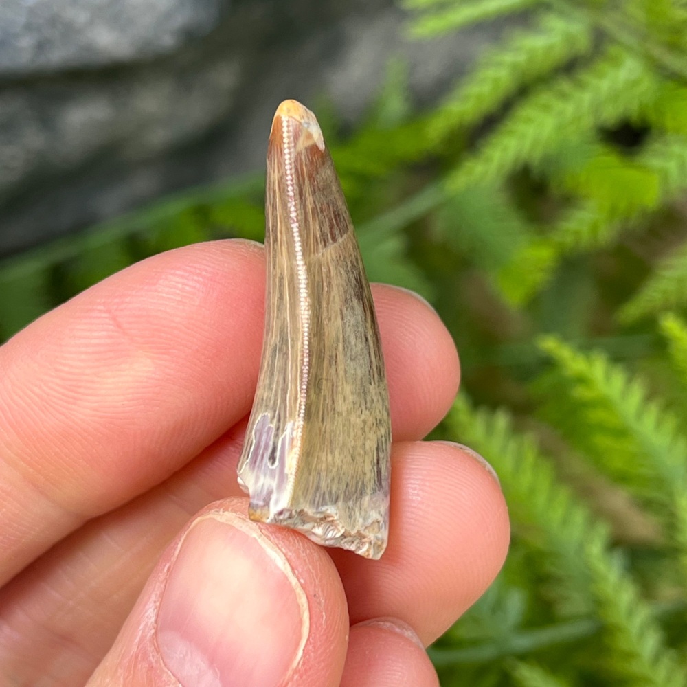 Carcharodontosaurid Tooth (Eocarcharia Dinops)