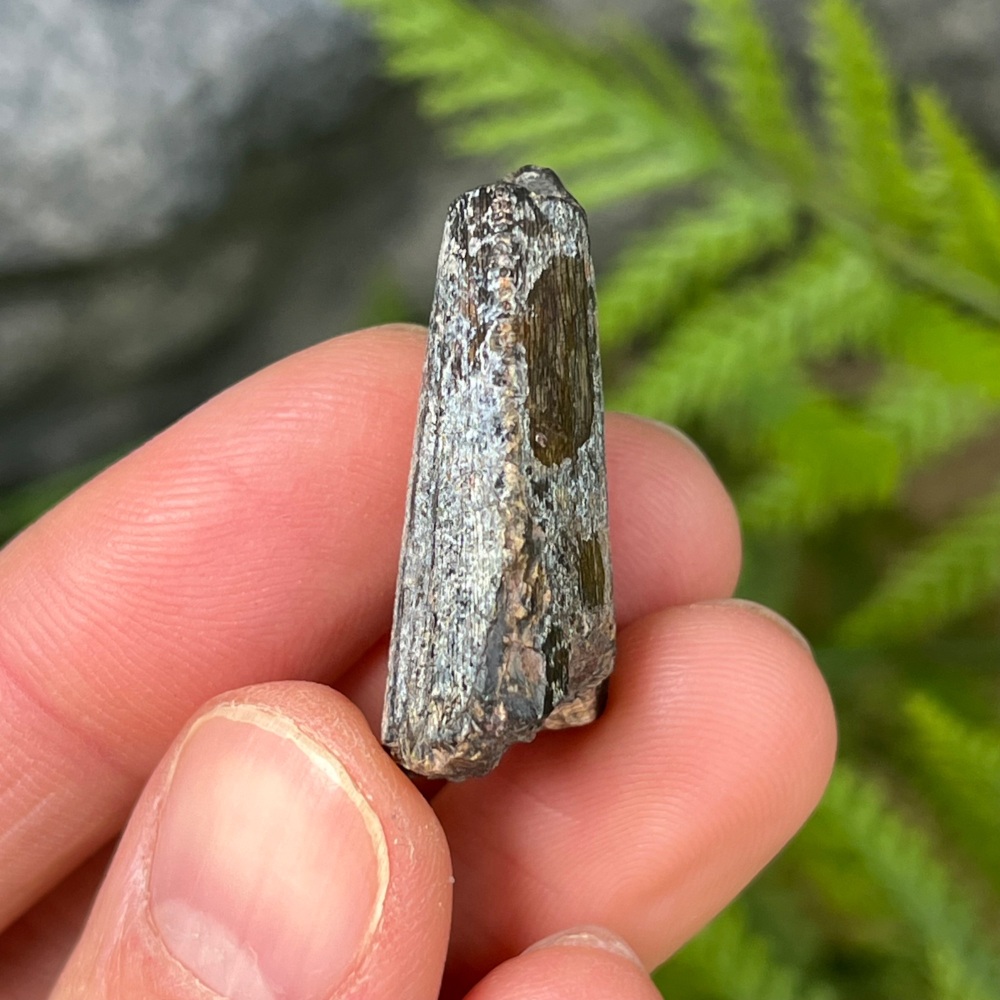 Carcharodontosaurid Tooth (Eocarcharia Dinops)