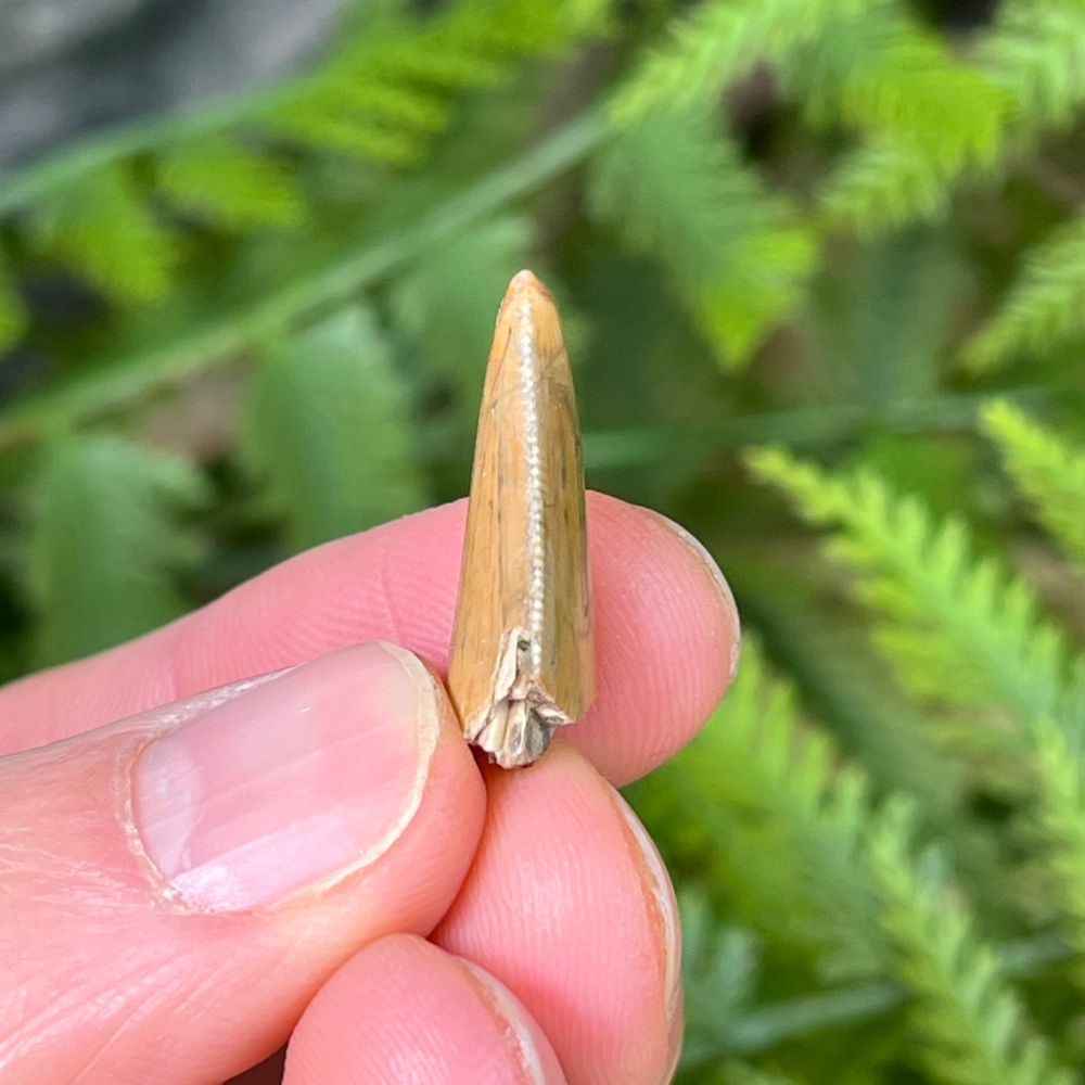 Majungasaurus Tooth