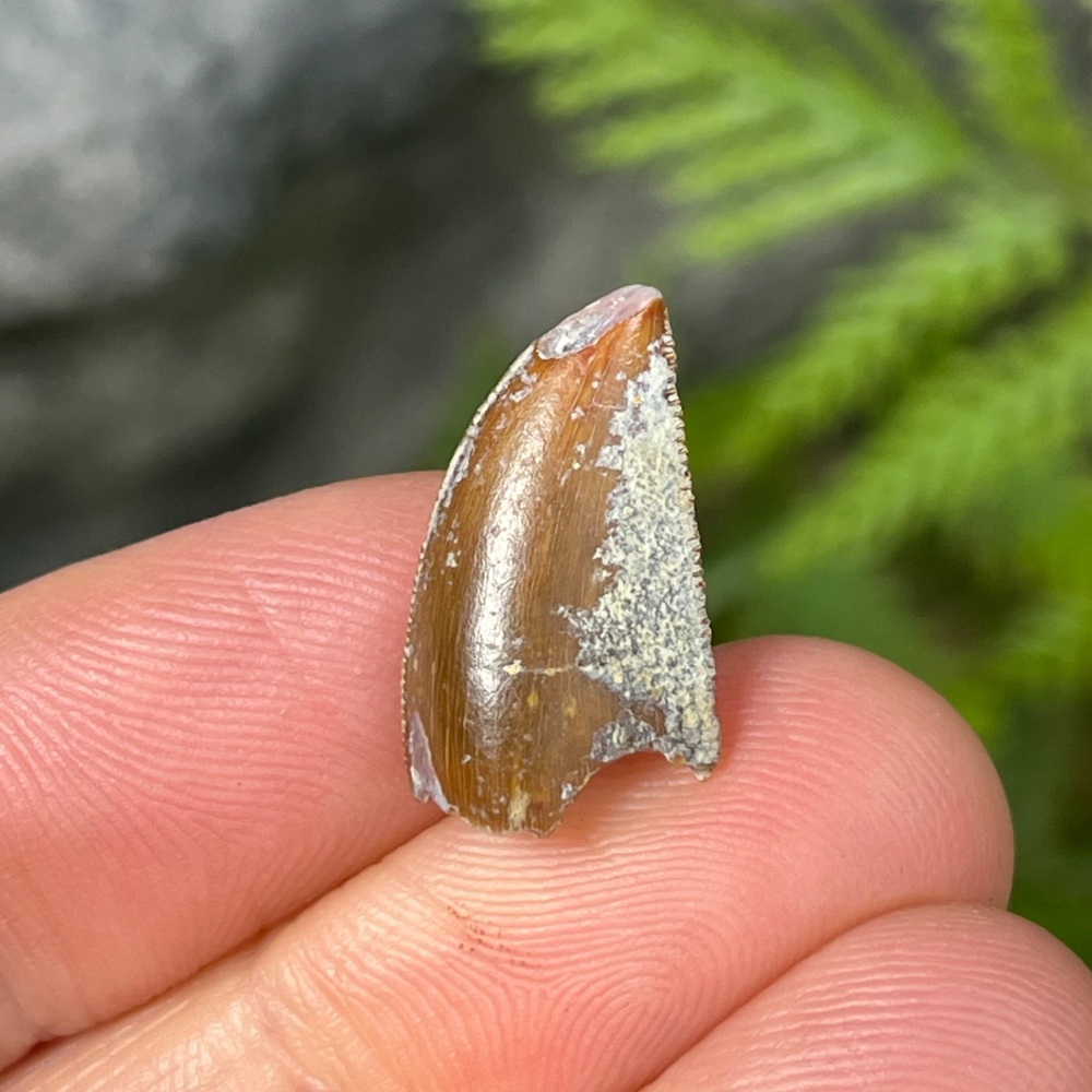 Majungasaurus Tooth