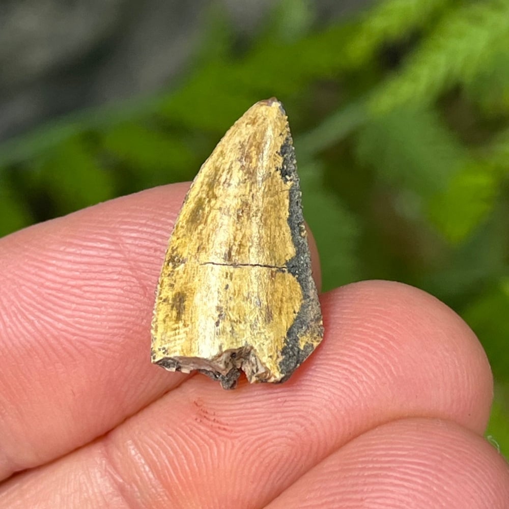 Majungasaurus Tooth