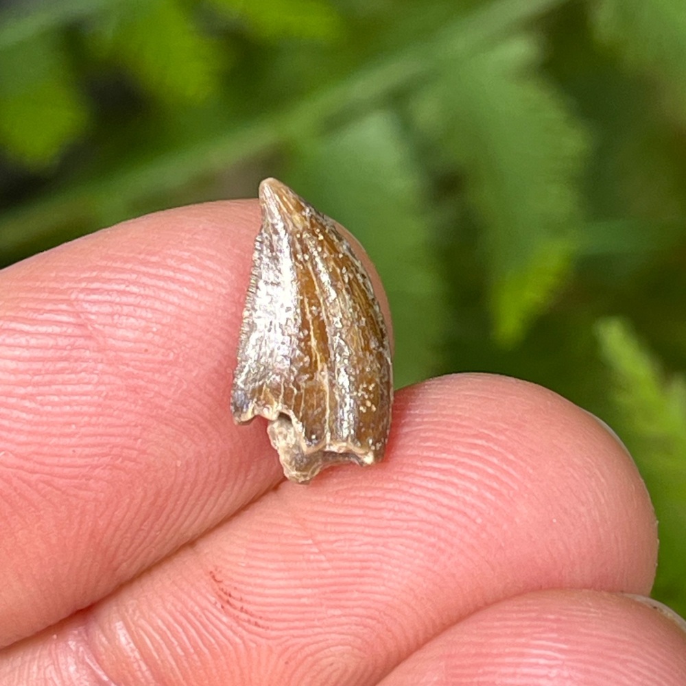 Majungasaurus Tooth