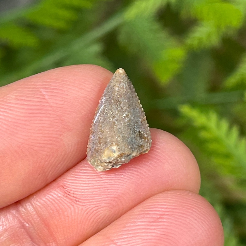 Theropod Tooth (Neoceratosaur)