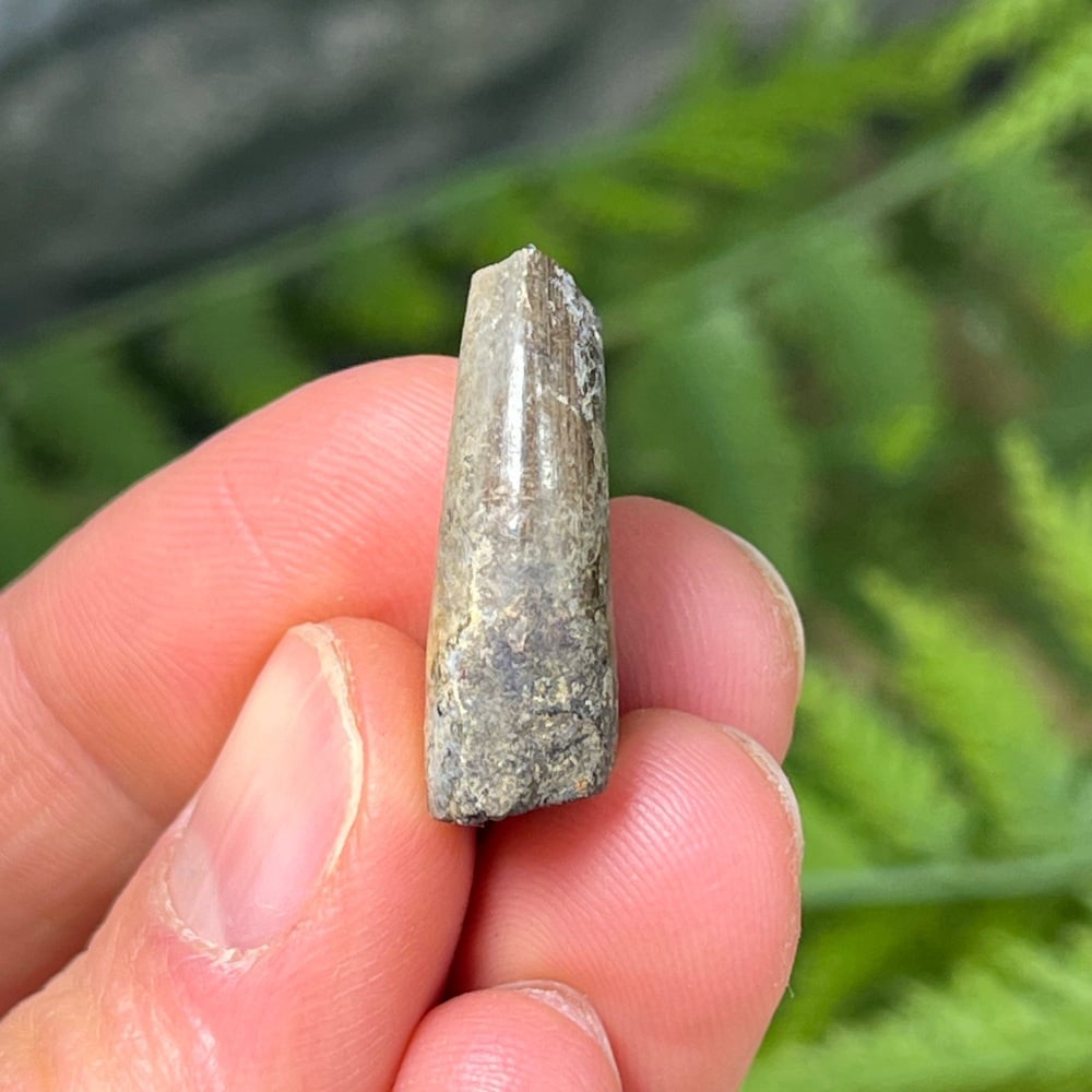 Theropod Tooth (Jurassic, Madagascar)